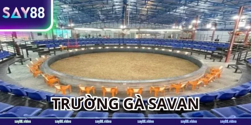  Tất cả các trận đấu tại trường đá gà Savan đều được tổ chức vô cùng chất lượng và chuyên nghiệp. 