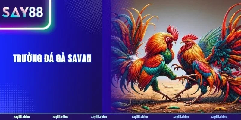  Trường Đá Gà Savan - Sảnh Đá Gà Siêu Kịch Tính Say88